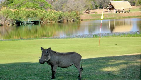 5. Skukuza Golf Course, South Africa (Hole 1)