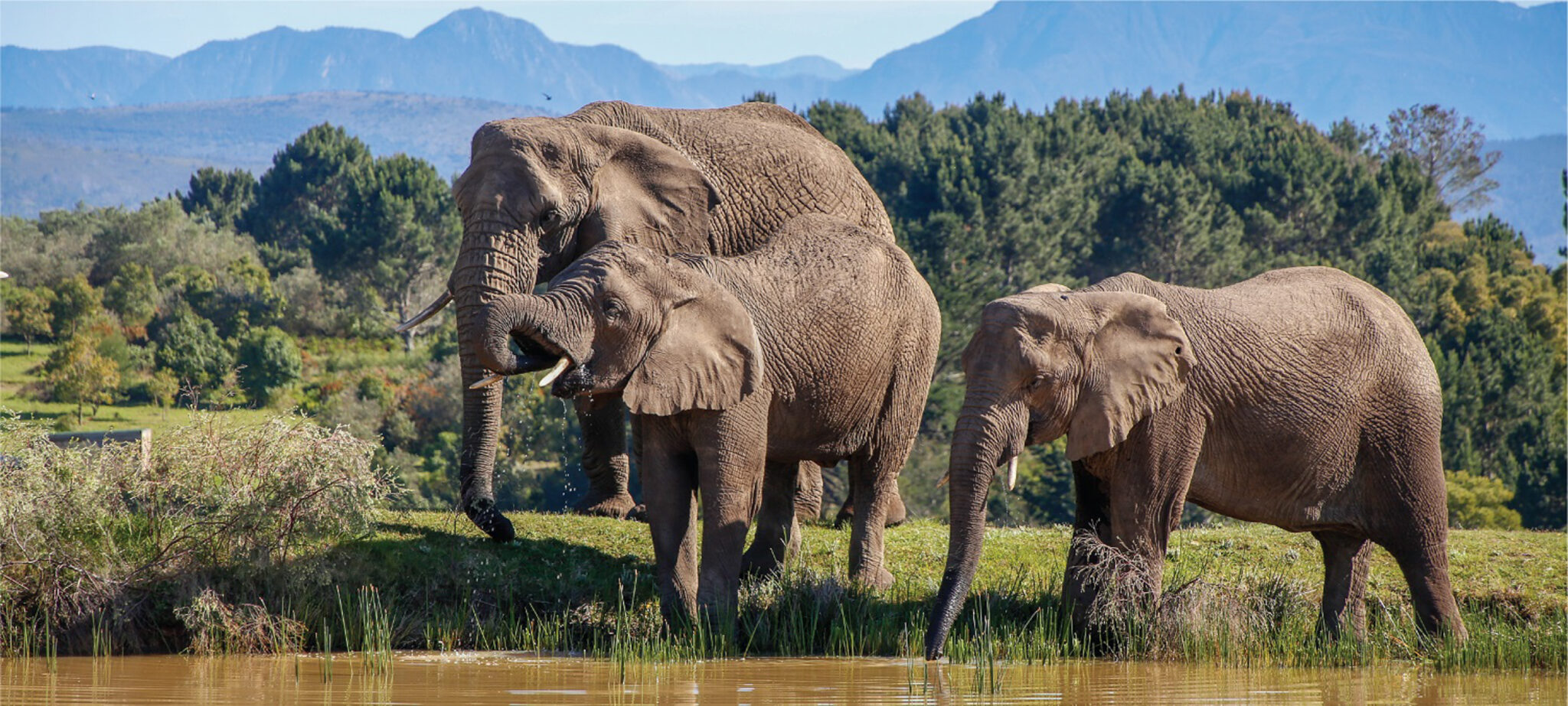 Elephants in South Africa