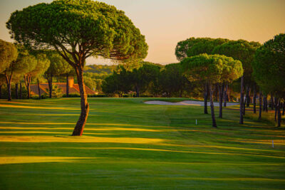 Trees on fairway at sunset
