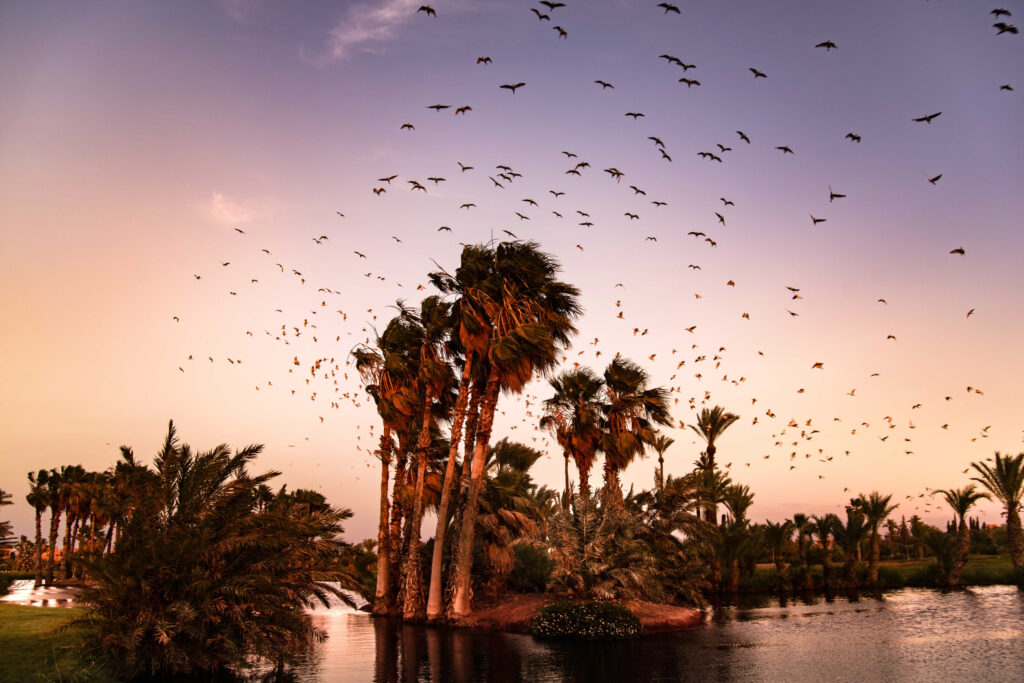 Palm tree and birds in the sky at Golf Club Palmeraie