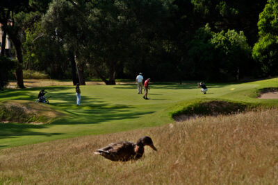 Duck on fairway with trees