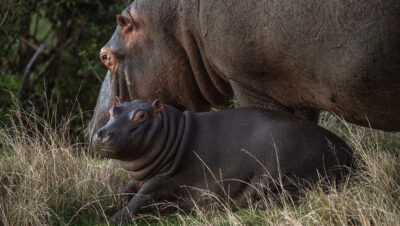 Hippos at Gondwana Kwena Lodge
