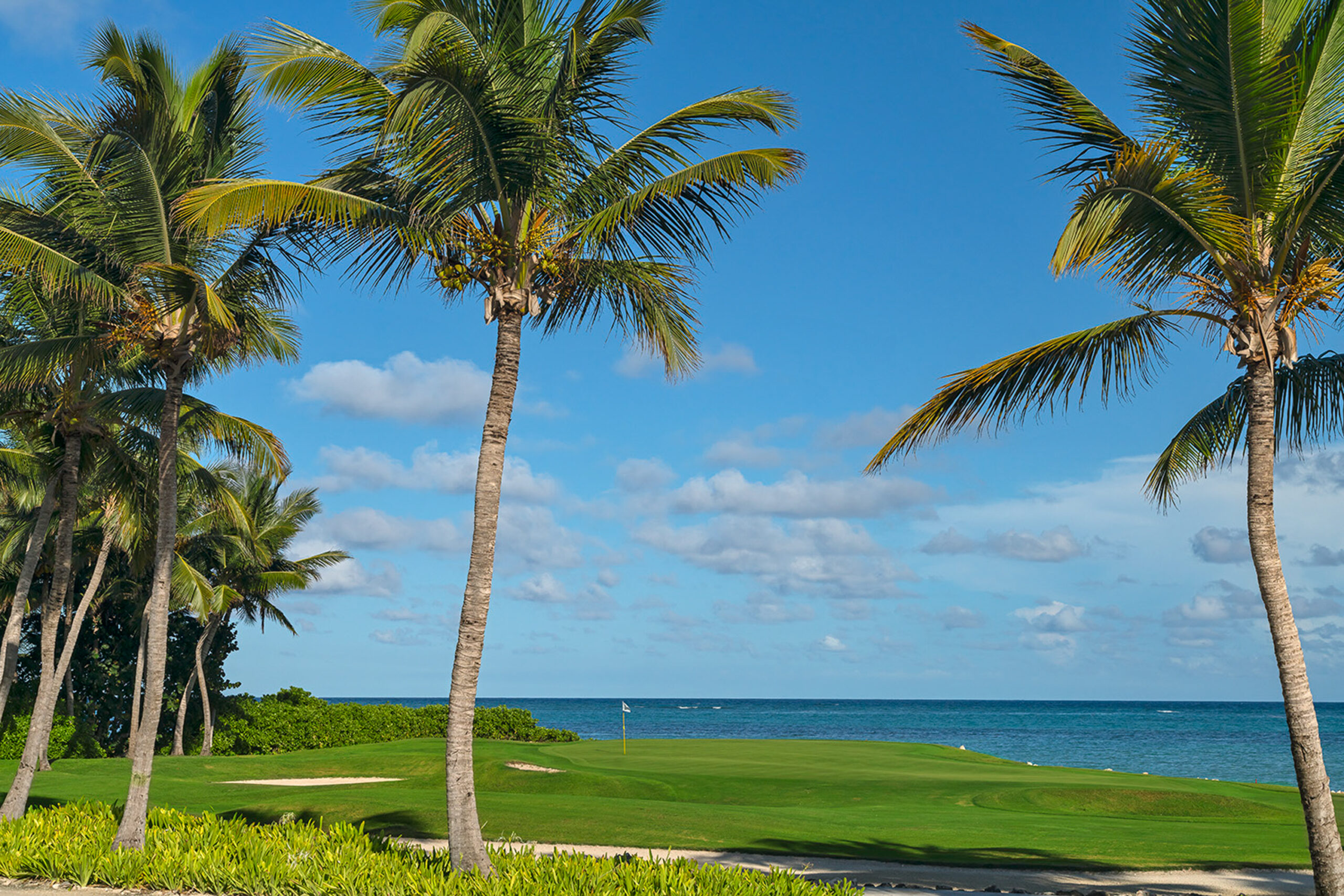 Palm trees on course