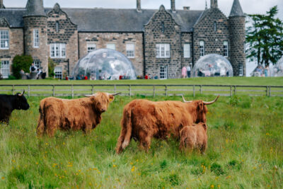 Highland cows on fairway