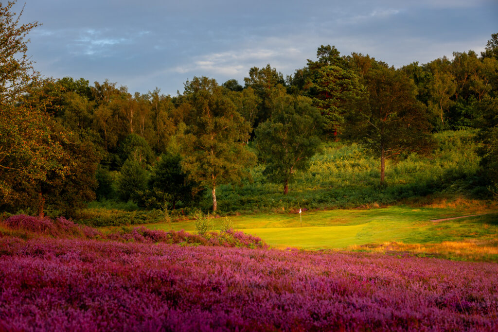 Heather on the fairway at Royal Ashdown Forest - Old Course with hole and trees in background