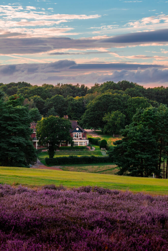 Heather on fairway at Royal Ashdown Forest - Old Course with building in distance