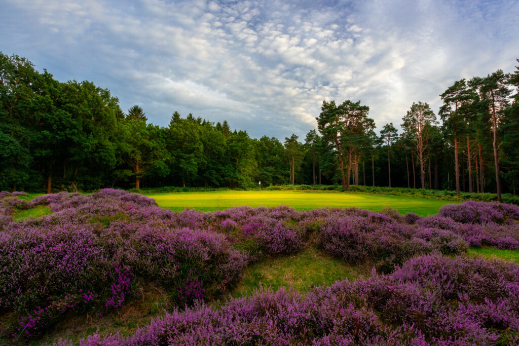 Heather on fairway at Royal Ashdown Forest - Old Course with hole and trees in background