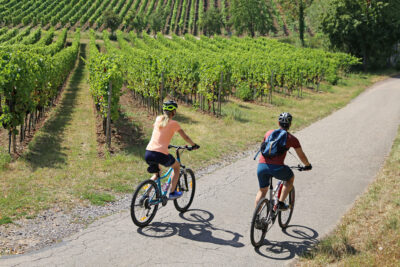 two people on bicycles on a road through a vineyard