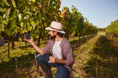 a man in a vineyard holding a grape bunch