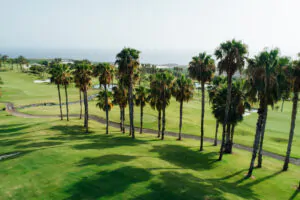 Abama Golf & Palm Tree