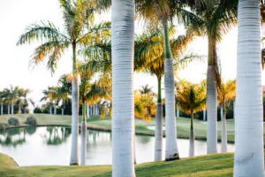 Abama Golf & Palm Tree1